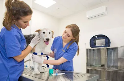 Przychodnia Weterynaryjna Cieplicka